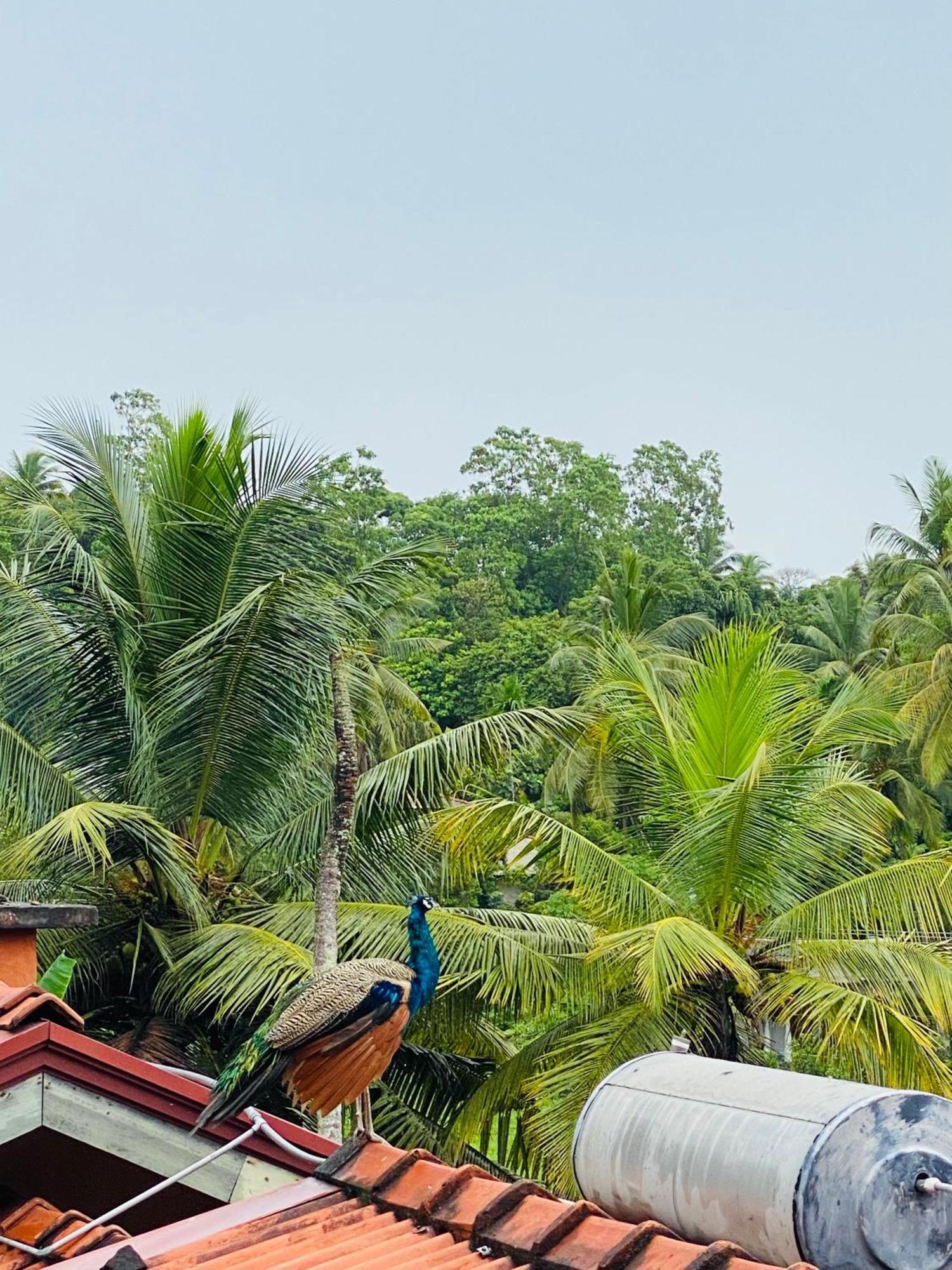 Royal Ace Unawatuna Exteriér fotografie